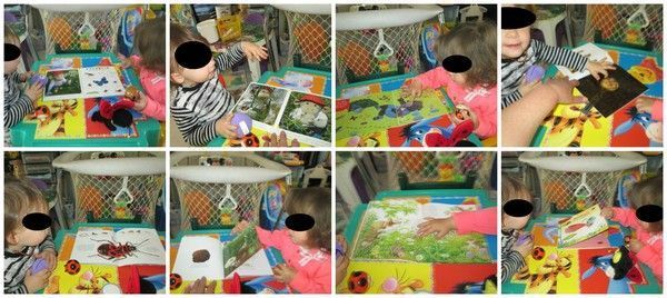 lecture approfondie : les insectes