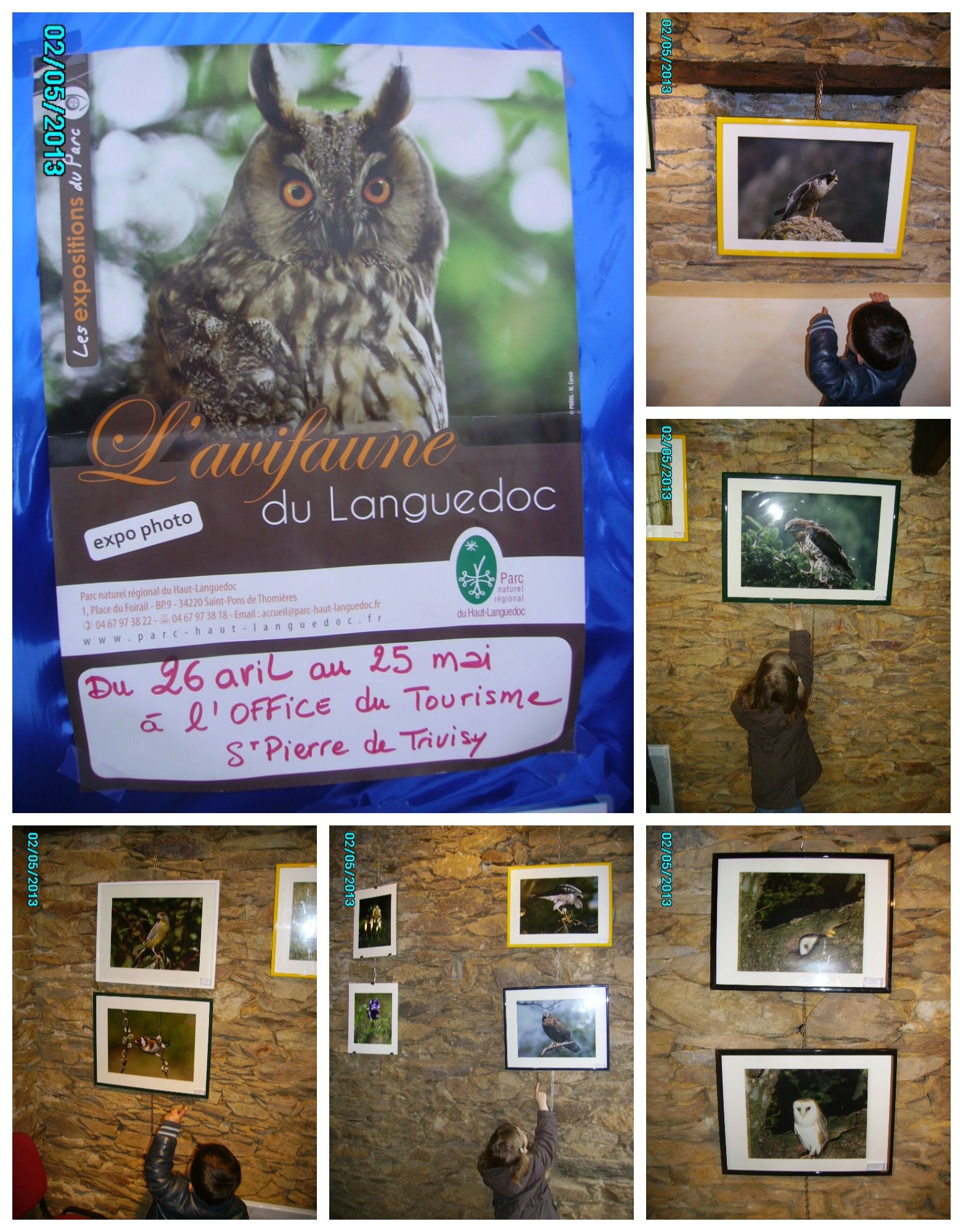 Exposition à L'office De Tourisme : L'avifaune Du Languedoc